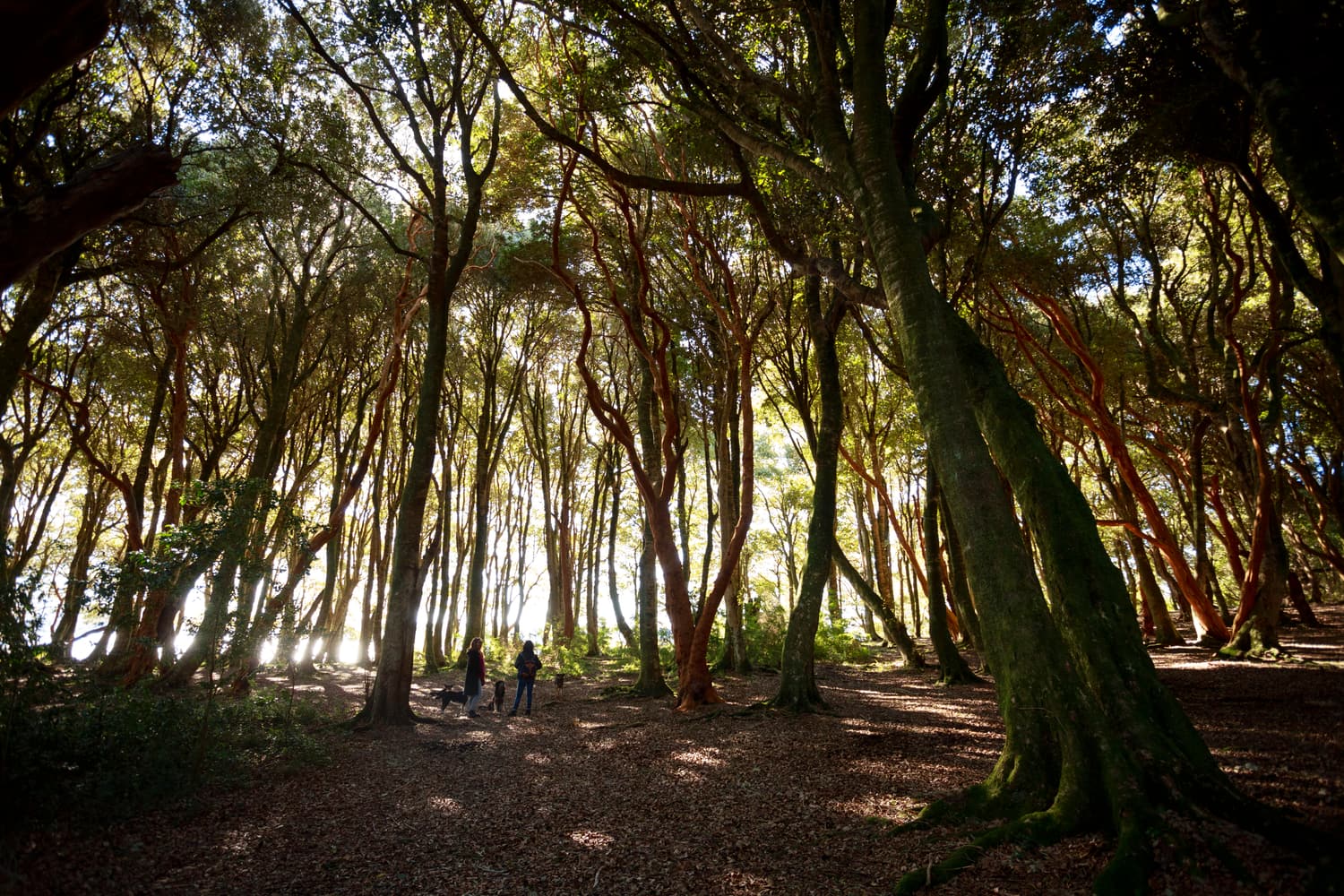 Sunlight filtering through the orange trunks of the Bosque de Arrayanes