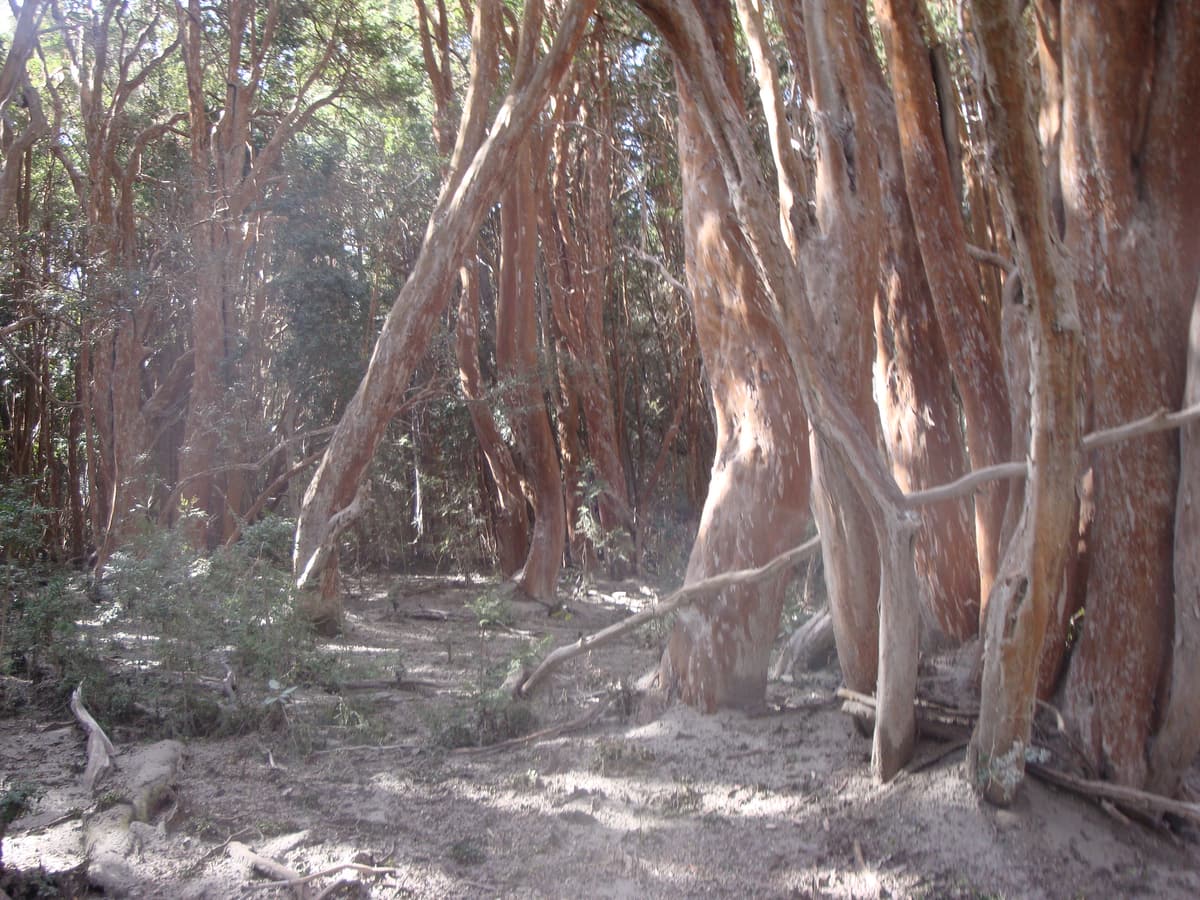 Cinnamon-coloured trunks of arrayán trees in the Bosque de Arrayanes
